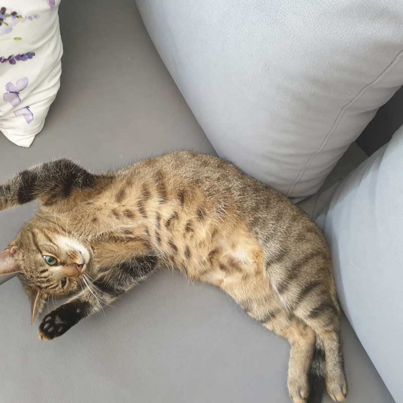 placeholder image-sq